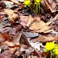 Eranthis hyemalis