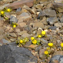 Eranthis hyemalis