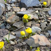 Eranthis hyemalis