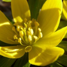 Eranthis hyemalis
