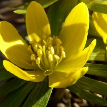 Eranthis hyemalis