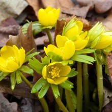 Eranthis hyemalis