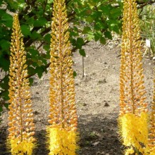 Eremurus stenophyllus bungei