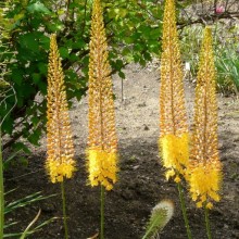 Eremurus stenophyllus bungei