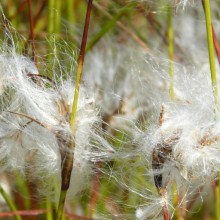 Eriophorum angustifolium