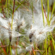 Eriophorum angustifolium