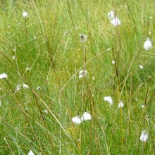 Eriophorum vaginatum | Kvilda