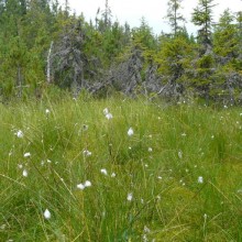Eriophorum vaginatum | Kvilda