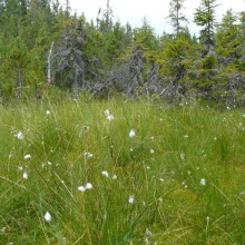 Eriophorum vaginatum | Kvilda