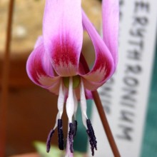 Erythronium dens-canis