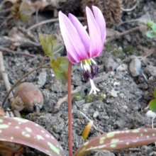Erythronium dens-canis