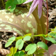 Erythronium dens-canis