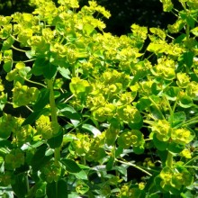 Euphorbia lucida