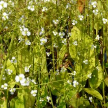 Alisma plantago-aquatica