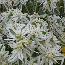 Euphorbia marginata