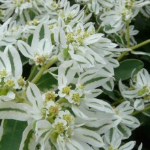 Euphorbia marginata
