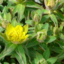 Euphorbia polychroma