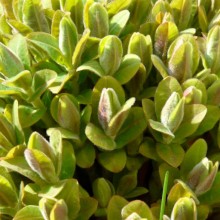 Euphorbia villosa