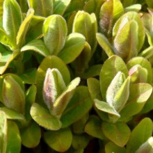 Euphorbia villosa