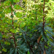Euphorbia amygdaloides 'Purpurea'