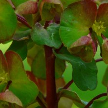 Euphorbia amygdaloides 'Purpurea'