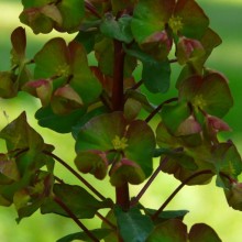 Euphorbia amygdaloides 'Purpurea'