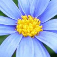 Felicia amelloides 'Blue Daisy'