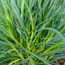 Festuca glauca 'Elijah Blue'