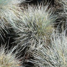 Festuca glauca 'Elijah Blue'