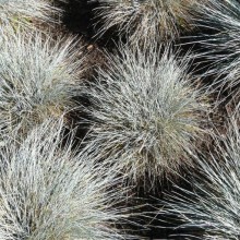Festuca glauca 'Elijah Blue'