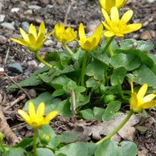 Ficaria calthifolia