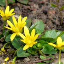 Ficaria calthifolia