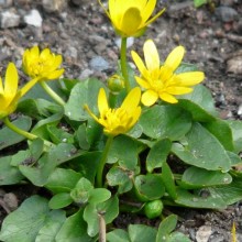 Ficaria calthifolia