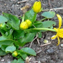 Ficaria calthifolia