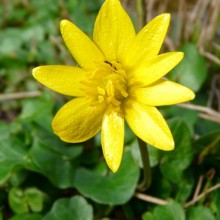 Ficaria verna