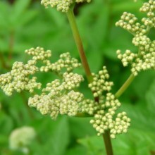 Filipendula ulmaria