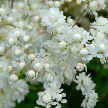 Filipendula vulgaris 'Flore Pleno'