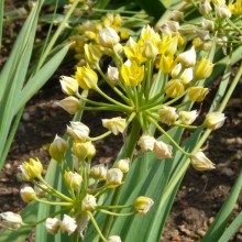 Allium moly 'Jeaninne'