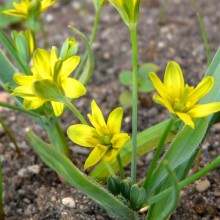 Gagea lutea