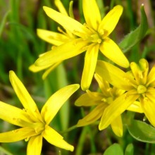 Gagea lutea
