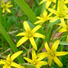 Gagea lutea