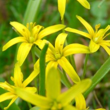 Gagea lutea