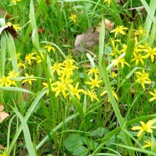 Gagea lutea