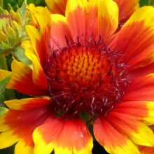 Gaillardia aristata 'Granada'