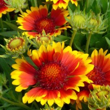 Gaillardia aristata 'Granada'