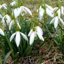 Galanthus nivalis