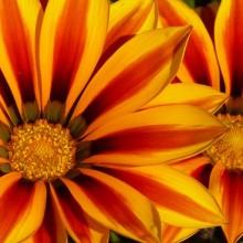 Gazania x splendens 'Daybreak Red Stripe'