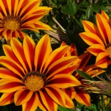 Gazania x splendens 'Daybreak Red Stripe'