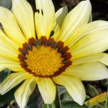 Gazania x splendens 'Talent White' 