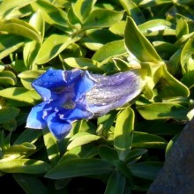 Gentiana acaulis 'Frohnleiten'